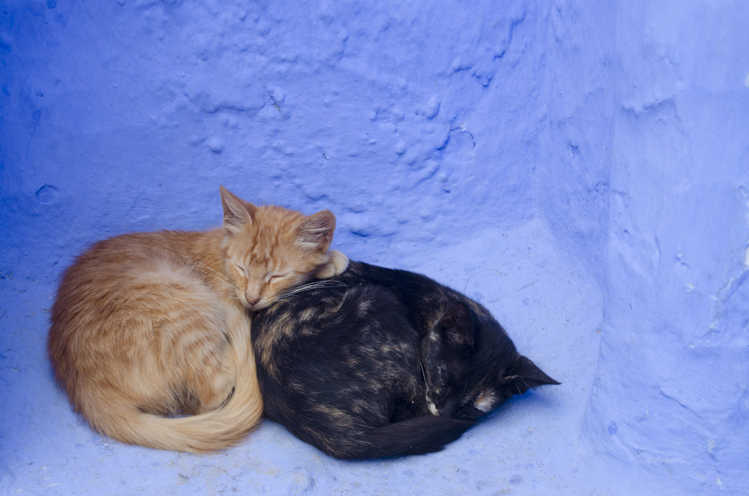 Tanger, Tétouan & Chefchaouen, rencontre entre le Maroc & l’Espagne