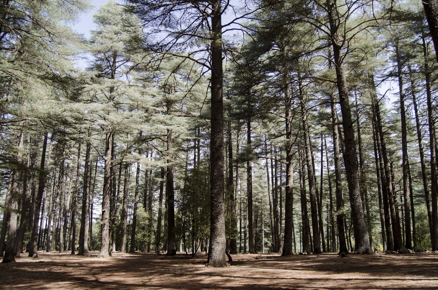 Ifrane, Azrou & les forêts de cèdres