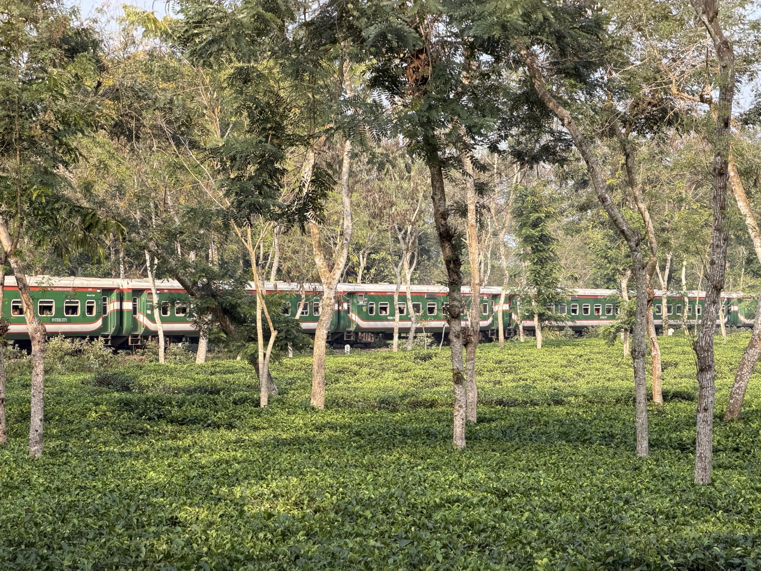 Itinéraire au Bangladesh entre mangroves, thé et hospitalité